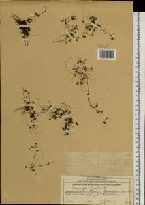 Ranunculus gmelinii DC., Siberia, Chukotka & Kamchatka (S7) (Russia)