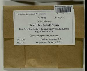 Lewinskya iwatsukii (Ignatov) F. Lara, Garilleti & Goffinet, Bryophytes, Bryophytes - Krasnoyarsk Krai, Tyva & Khakassia (B17) (Russia)