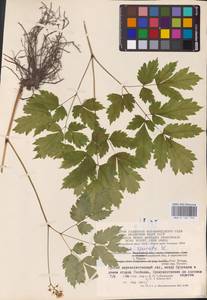 Actaea spicata L., Eastern Europe (no precise locality) (E0)