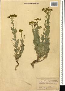 Haplophyllum villosum (M. Bieb.) G. Don, Caucasus, Armenia (K5) (Armenia)
