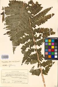 Dryopteris filix-mas (L.) Schott, Eastern Europe, Moscow region (E4a) (Russia)