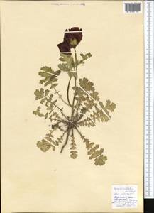 Roemeria ocellata, Middle Asia, Kopet Dag, Badkhyz, Small & Great Balkhan (M1) (Turkmenistan)