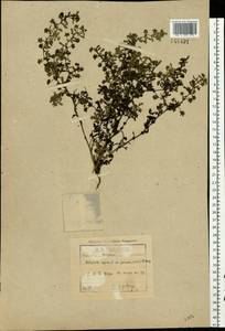 Potentilla supina L., Eastern Europe, North-Western region (E2) (Russia)