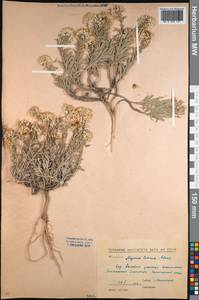 Alyssum lenense Adams, Middle Asia, Northern & Central Kazakhstan (M10) (Kazakhstan)