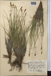 Carex capillifolia (Decne.) S.R.Zhang, Middle Asia, Pamir & Pamiro-Alai (M2) (Tajikistan)