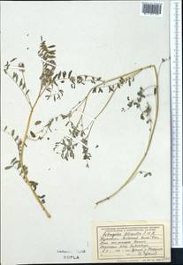 Astragalus filicaulis Kar. & Kir., Middle Asia, Kopet Dag, Badkhyz, Small & Great Balkhan (M1) (Turkmenistan)