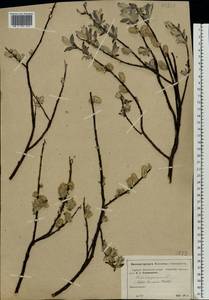 Salix lapponum L., Eastern Europe, Moscow region (E4a) (Russia)
