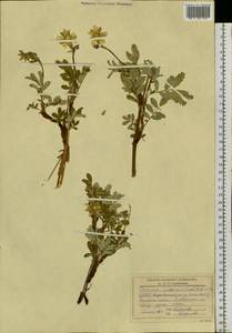 Farinopsis salesoviana (Stephan) Chrtek & Soják, Siberia, Altai & Sayany Mountains (S2) (Russia)