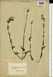 Campanula glomerata L., Eastern Europe, North-Western region (E2) (Russia)