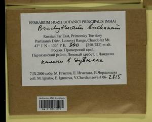 Brachythecium buchananii (Hook.) A. Jaeger, Bryophytes, Bryophytes - Russian Far East (excl. Chukotka & Kamchatka) (B20) (Russia)
