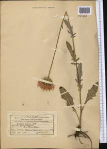 Klasea marginata (Tausch) Kitag., Middle Asia, Northern & Central Tian Shan (M4) (Kyrgyzstan)