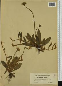 Pilosella officinarum Vaill., Western Europe (EUR) (Czech Republic)
