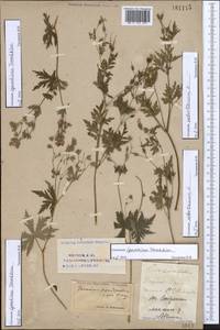 Geranium igoschinae, Eastern Europe, Eastern region (E10) (Russia)
