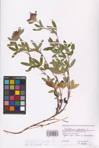 Trifolium medium L., Eastern Europe, North-Western region (E2) (Russia)