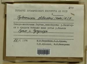 Hylocomium splendens (Hedw.) Schimp., Bryophytes, Bryophytes - Yakutia (B19) (Russia)