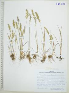 Koeleria spicata subsp. spicata, Siberia, Russian Far East (S6) (Russia)