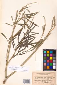 Salix caspica Pall., Middle Asia, Caspian Ustyurt & Northern Aralia (M8) (Kazakhstan)