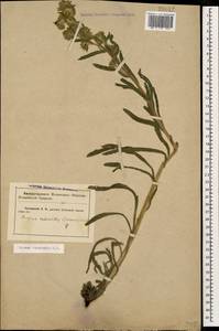 Onosma tinctoria M. Bieb., Caucasus, Krasnodar Krai & Adygea (K1a) (Russia)