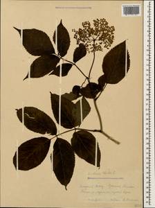 Sambucus ebulus L., Caucasus, Krasnodar Krai & Adygea (K1a) (Russia)