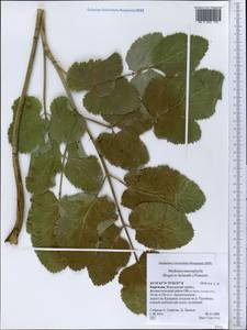 Mediasia macrophylla (Regel & Schmalh.) Pimenov, Middle Asia, Western Tian Shan & Karatau (M3) (Kyrgyzstan)
