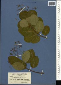 Cotinus coggygria Scop., Caucasus, Azerbaijan (K6) (Azerbaijan)