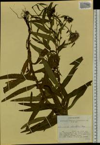 Cirsium komarovii subsp. schischkinii (Serg.) Zhirova, Siberia, Altai & Sayany Mountains (S2) (Russia)