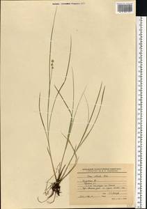 Carex echinata Murray, Eastern Europe, Central region (E4) (Russia)