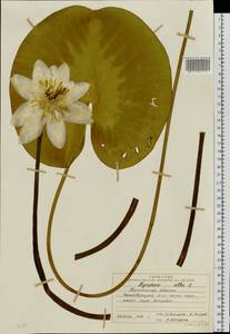Nymphaea alba L., Eastern Europe, North-Western region (E2) (Russia)