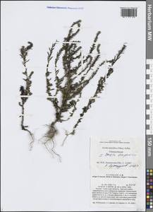 Bassia scoparia (L.) Beck, Siberia, Western Siberia (S1) (Russia)