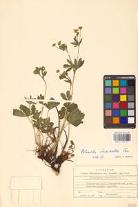 Potentilla chrysantha Trevir., Eastern Europe, Eastern region (E10) (Russia)