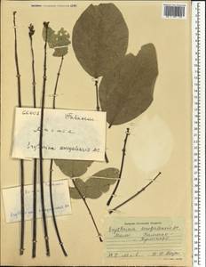 Erythrina senegalensis DC., Africa (AFR) (Mali)