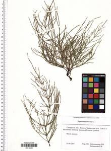 Equisetum arvense L., Eastern Europe, Middle Volga region (E8) (Russia)