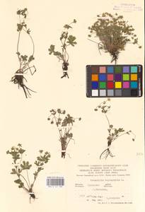 Potentilla heptaphylla L., Eastern Europe, Central forest-and-steppe region (E6) (Russia)