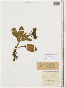 Tephroseris integrifolia subsp. primulifolia (Cufod.) Greuter, Caucasus, Stavropol Krai, Karachay-Cherkessia & Kabardino-Balkaria (K1b) (Russia)