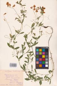 Lathyrus tuberosus L., Eastern Europe, Central forest-and-steppe region (E6) (Russia)