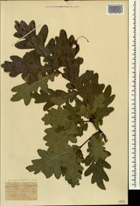 Quercus robur subsp. pedunculiflora (K.Koch) Menitsky, Caucasus, Stavropol Krai, Karachay-Cherkessia & Kabardino-Balkaria (K1b) (Russia)