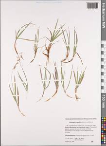 Bromus pumpellianus Scribn., Siberia, Western Siberia (S1) (Russia)