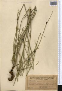 Chondrilla graminea M. Bieb., Middle Asia, Caspian Ustyurt & Northern Aralia (M8) (Kazakhstan)