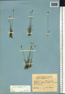 Juncus biglumis L., Siberia, Chukotka & Kamchatka (S7) (Russia)