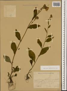 Centaurea phrygia subsp. salicifolia (M. Bieb. ex Willd.) Mikheev, Caucasus, Krasnodar Krai & Adygea (K1a) (Russia)