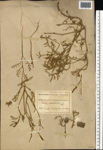 Cakile maritima subsp. euxina (Pobed.) Nyár., Eastern Europe, South Ukrainian region (E12) (Ukraine)