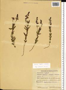 Veronica krylovii Schischk., Siberia, Altai & Sayany Mountains (S2) (Russia)