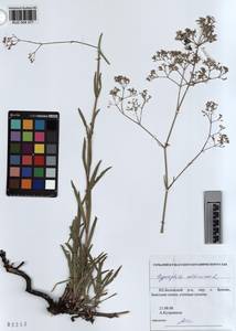KUZ 004 377, Gypsophila altissima L., Siberia, Altai & Sayany Mountains (S2) (Russia)