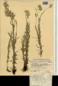 Leontopodium leontopodioides (Willd.) Beauverd, Mongolia (MONG) (Mongolia)