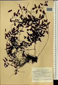 Lygodium reticulatum Schkuhr, Africa (AFR) (Guinea)
