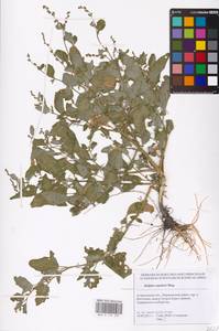 Atriplex aucheri Moq., Eastern Europe, Lower Volga region (E9) (Russia)