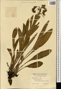 Solenanthus circinnatus Ledeb., Caucasus, Armenia (K5) (Armenia)