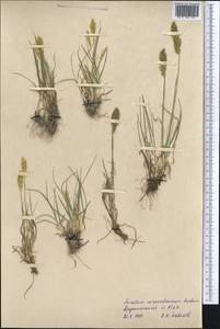 Trisetum spicatum (L.) K.Richt., Middle Asia, Pamir & Pamiro-Alai (M2) (Tajikistan)