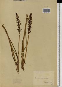Gymnadenia conopsea (L.) R.Br., Eastern Europe, North Ukrainian region (E11) (Ukraine)