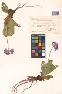 Primula auriculata Lam., Caucasus, Georgia (K4) (Georgia)